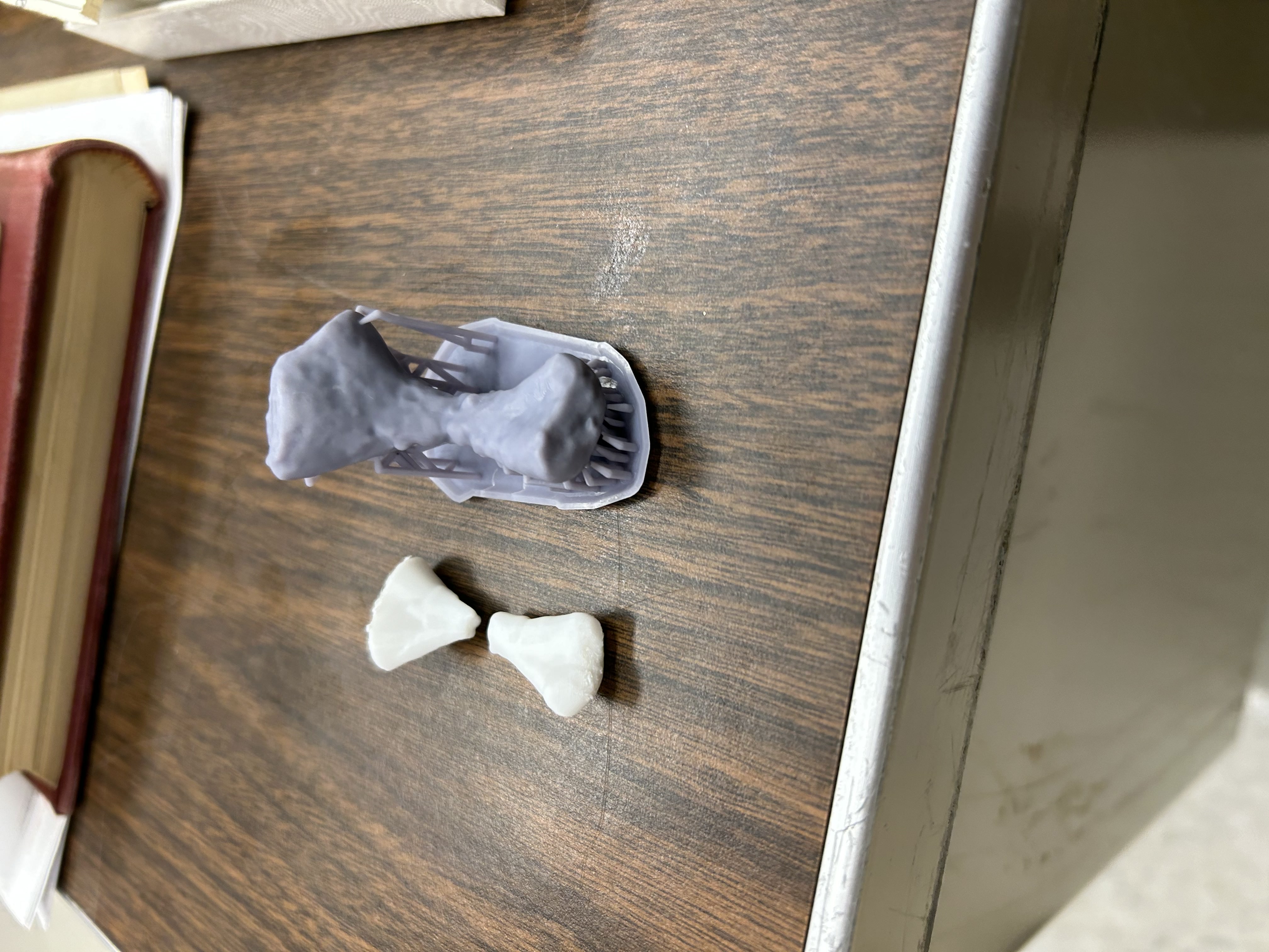 A resin printed model of an infant fossil, next to an adult fossil