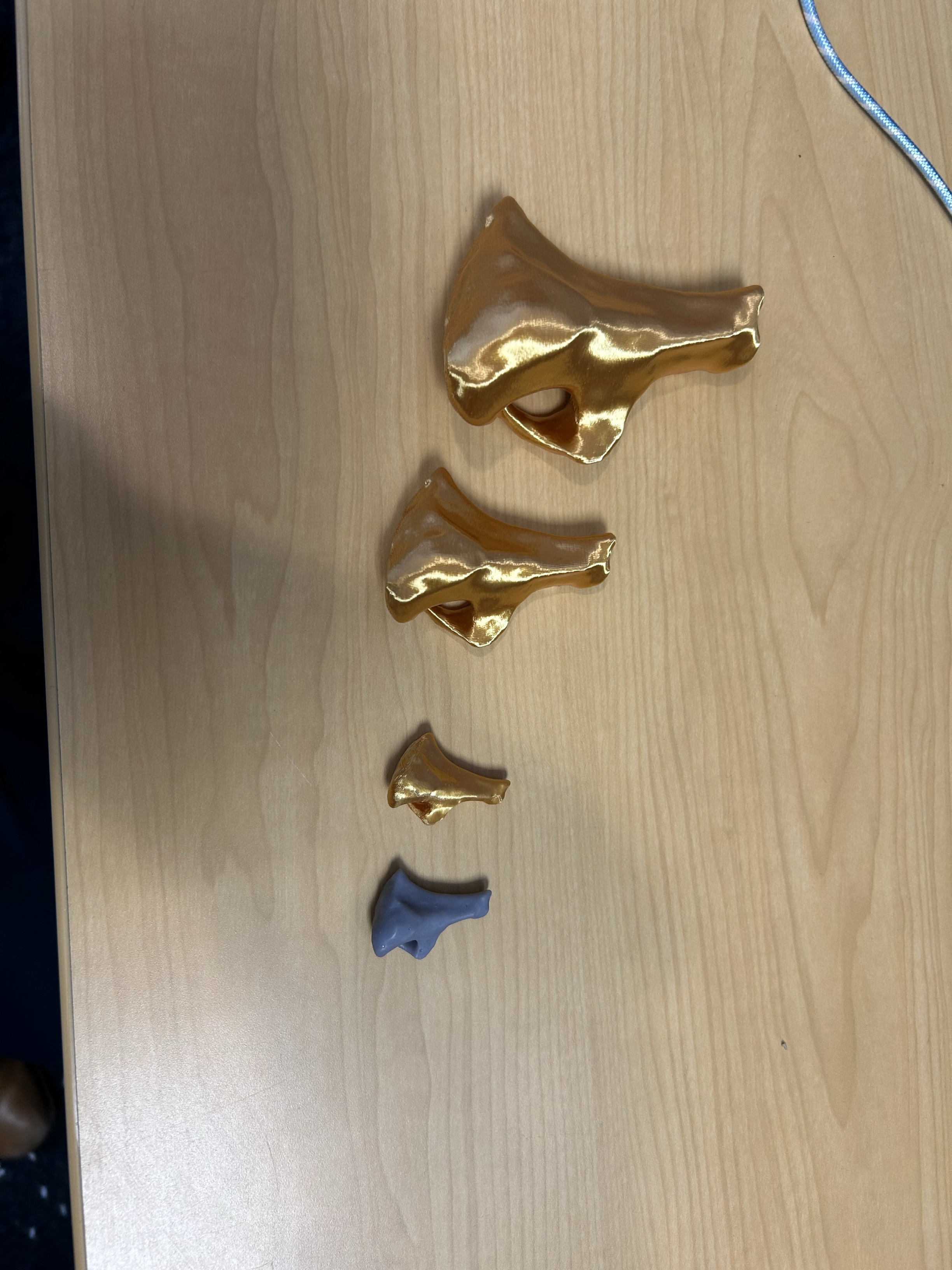 A 3d scan of a fossil on the computer screen