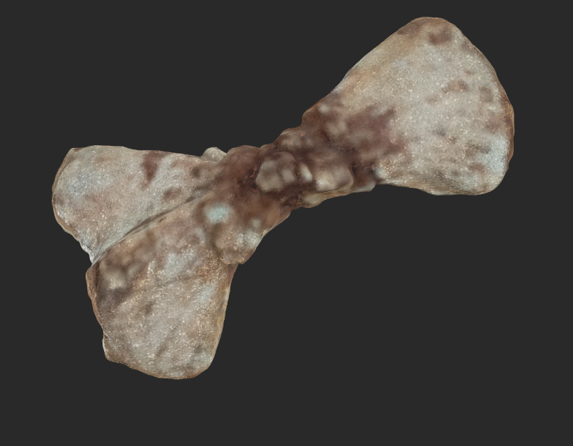 A 3d scan of a fossil on the computer screen