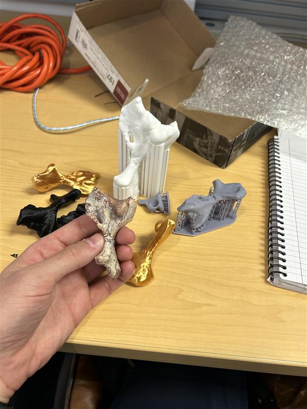 Holding a fossil with several 3d printed copies in the background