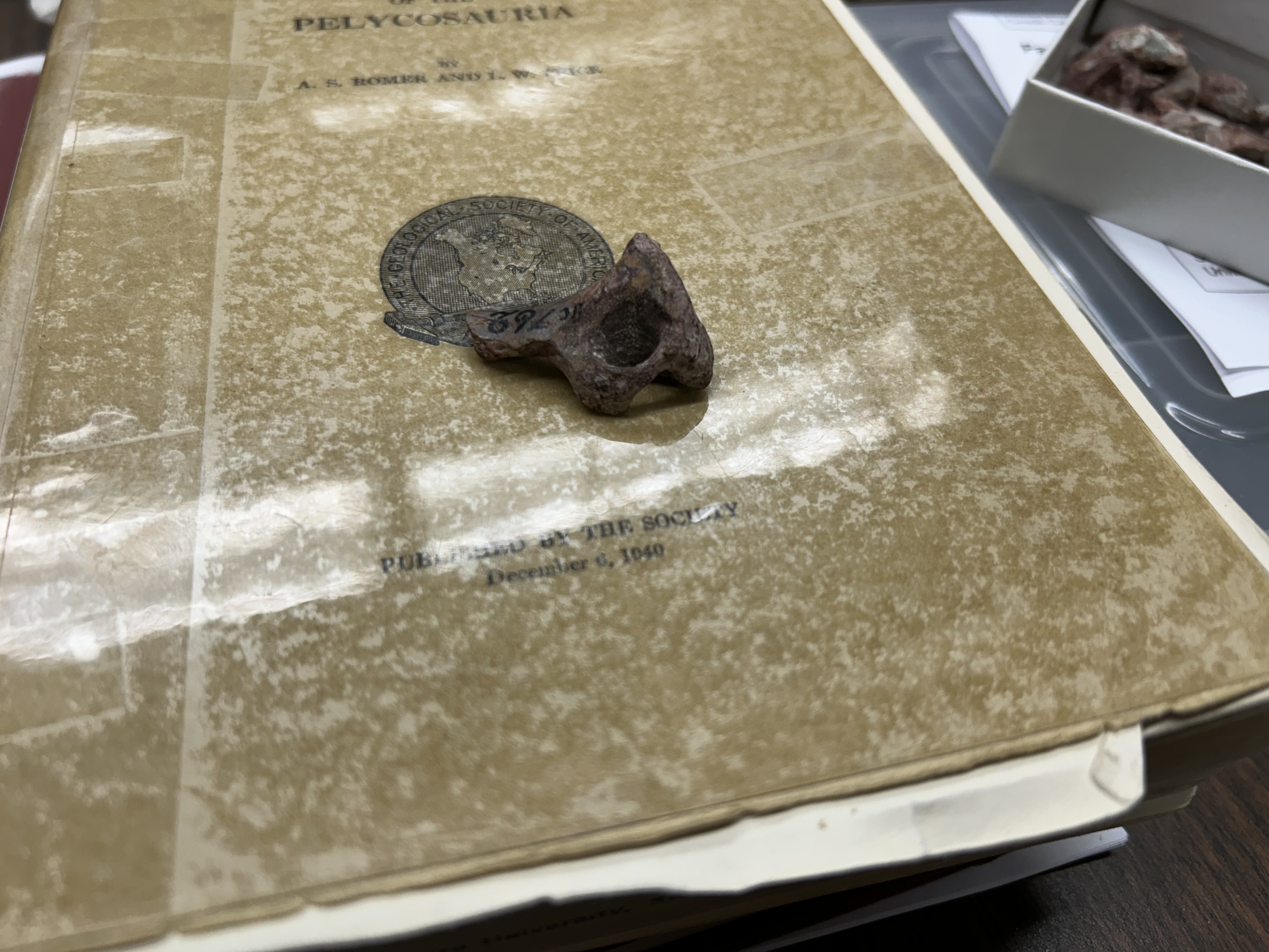 Holding a fossil with several 3d printed copies in the background